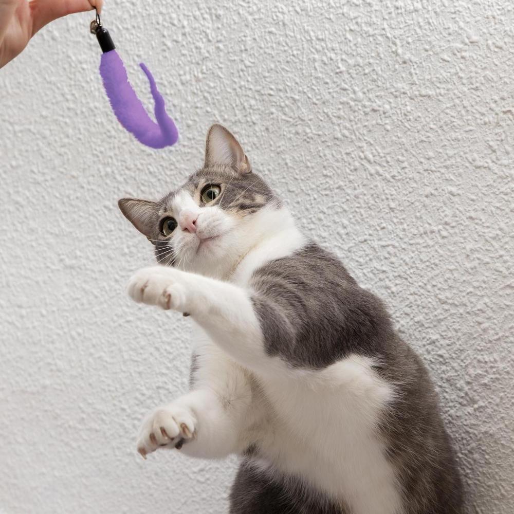 Можно ли дрессировать кошек?