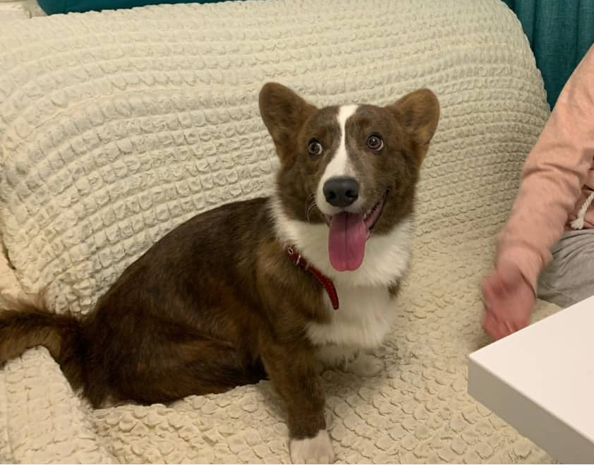 Белый окрас корги: редкий и изысканный