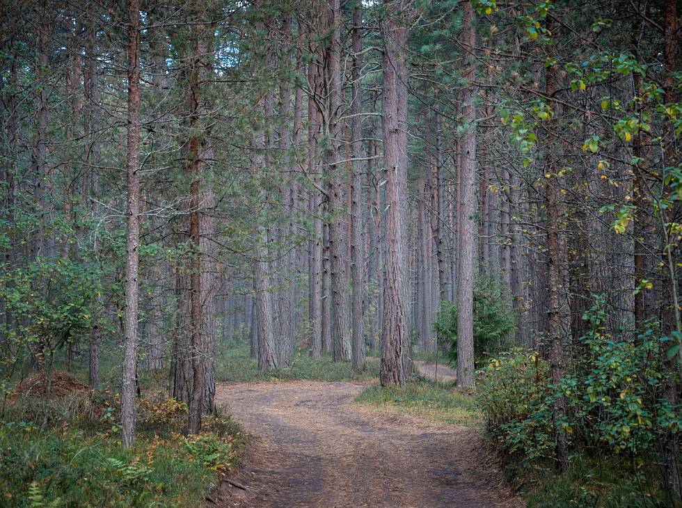 осенний лес