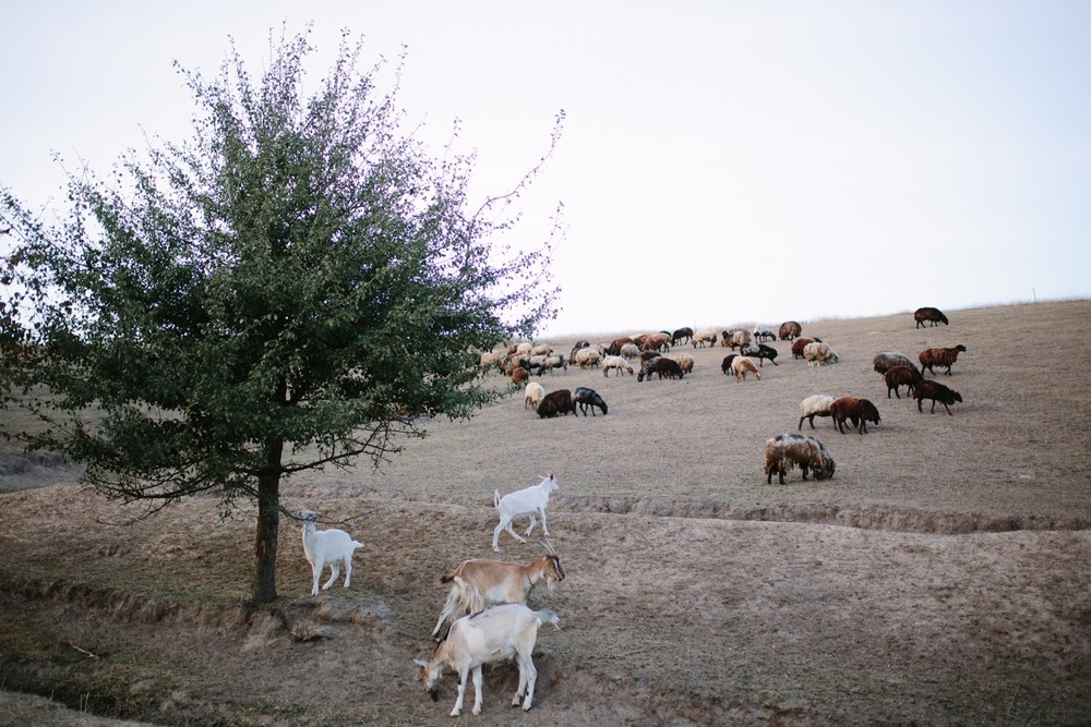 FAMILY - Sheepland