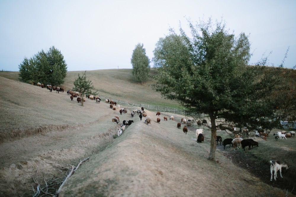 FAMILY - Sheepland