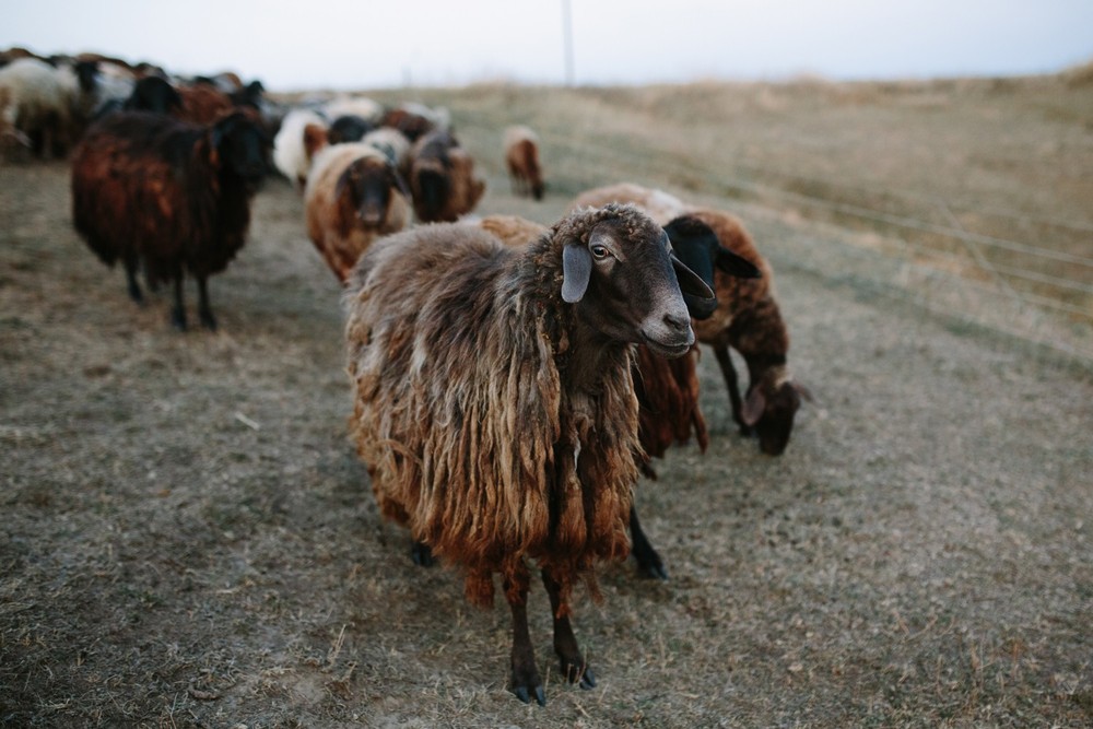 FAMILY - Sheepland