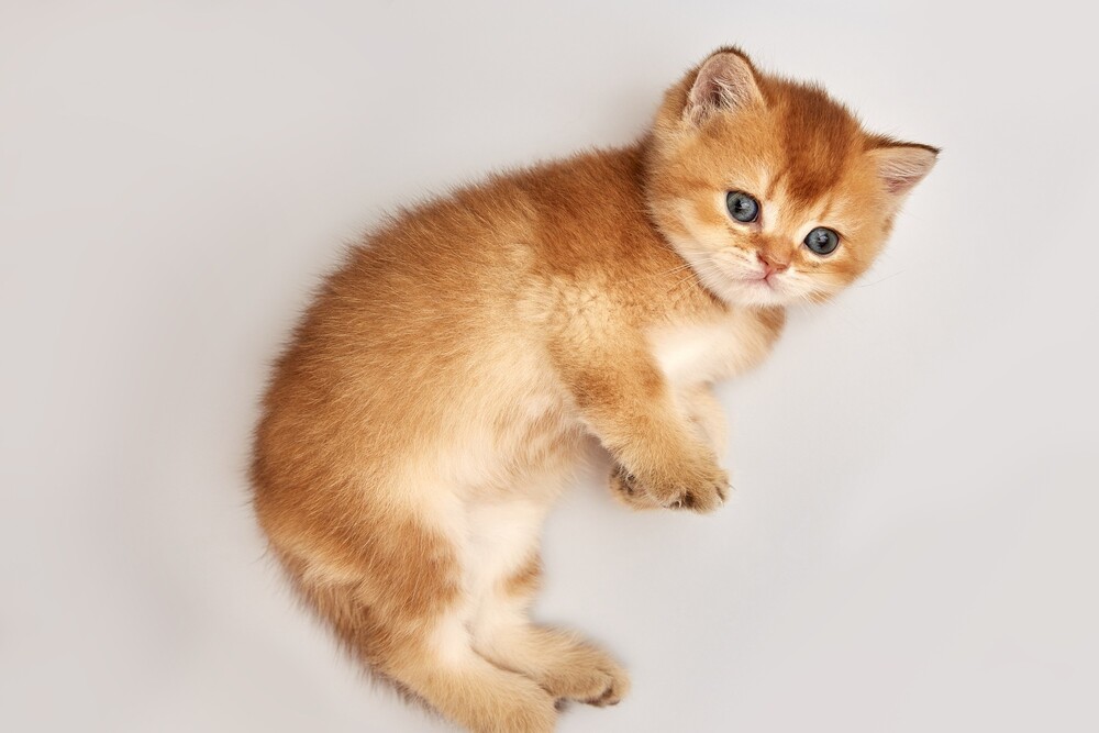 Gatos primera sesion