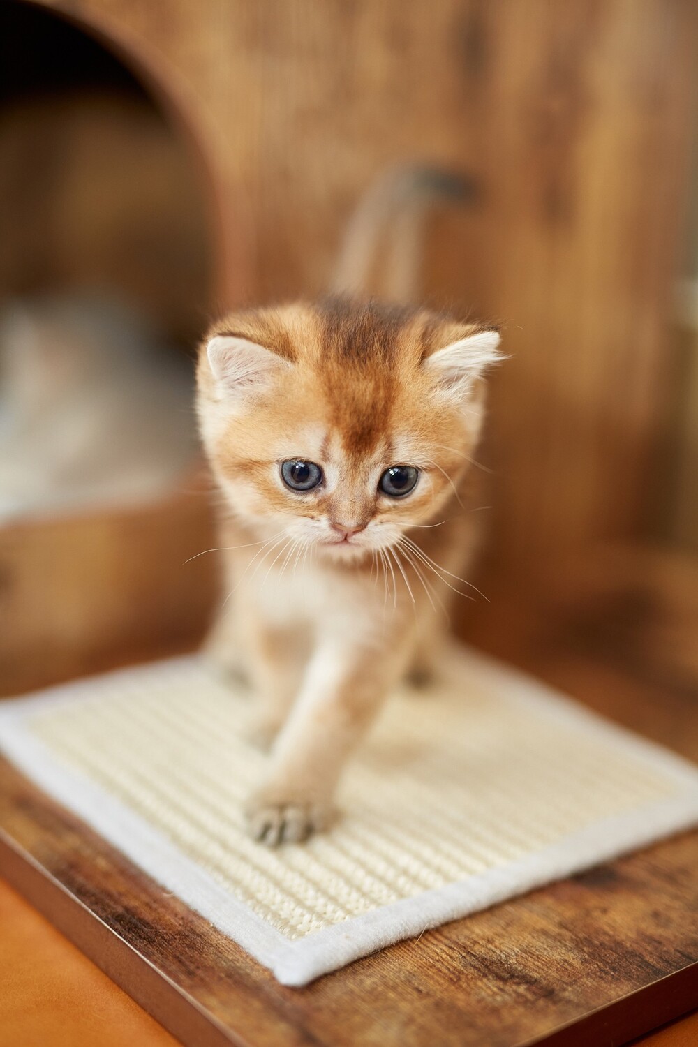 Gatos primera sesion