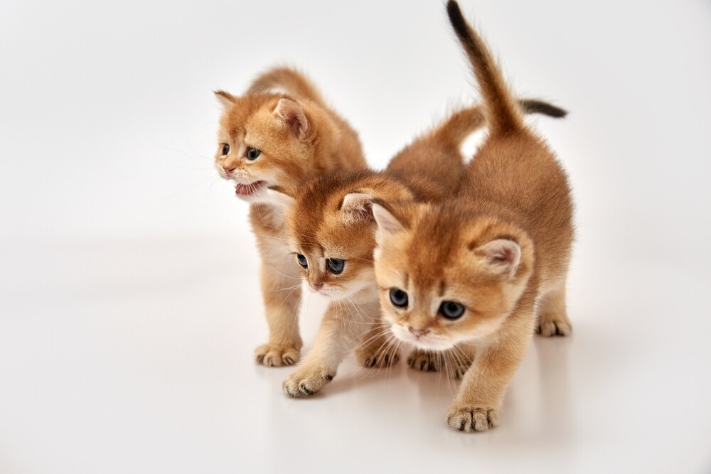 Gatos primera sesion