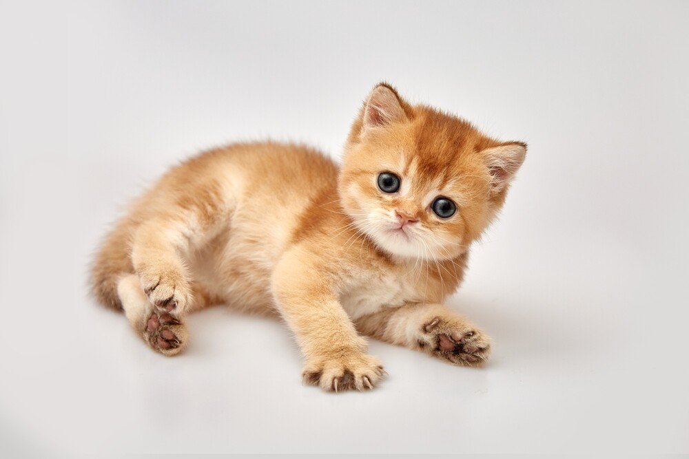 Gatos primera sesion