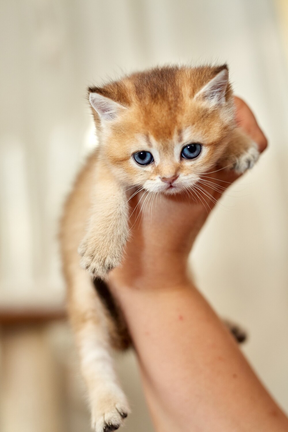 Gatos primera sesion
