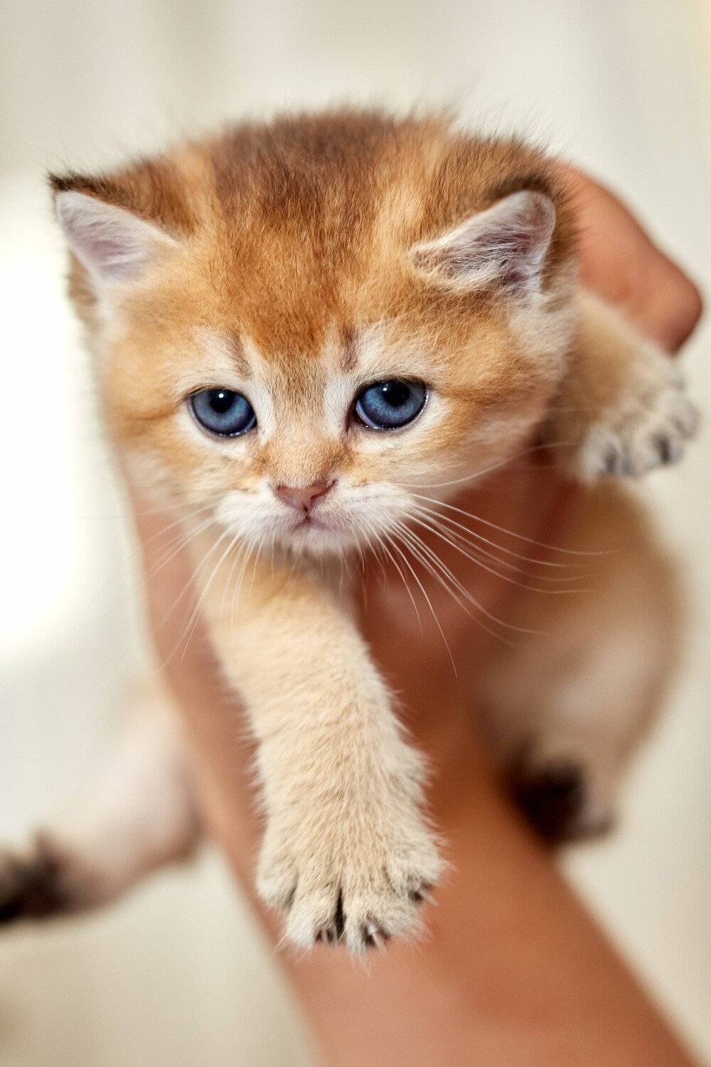 Gatos primera sesion