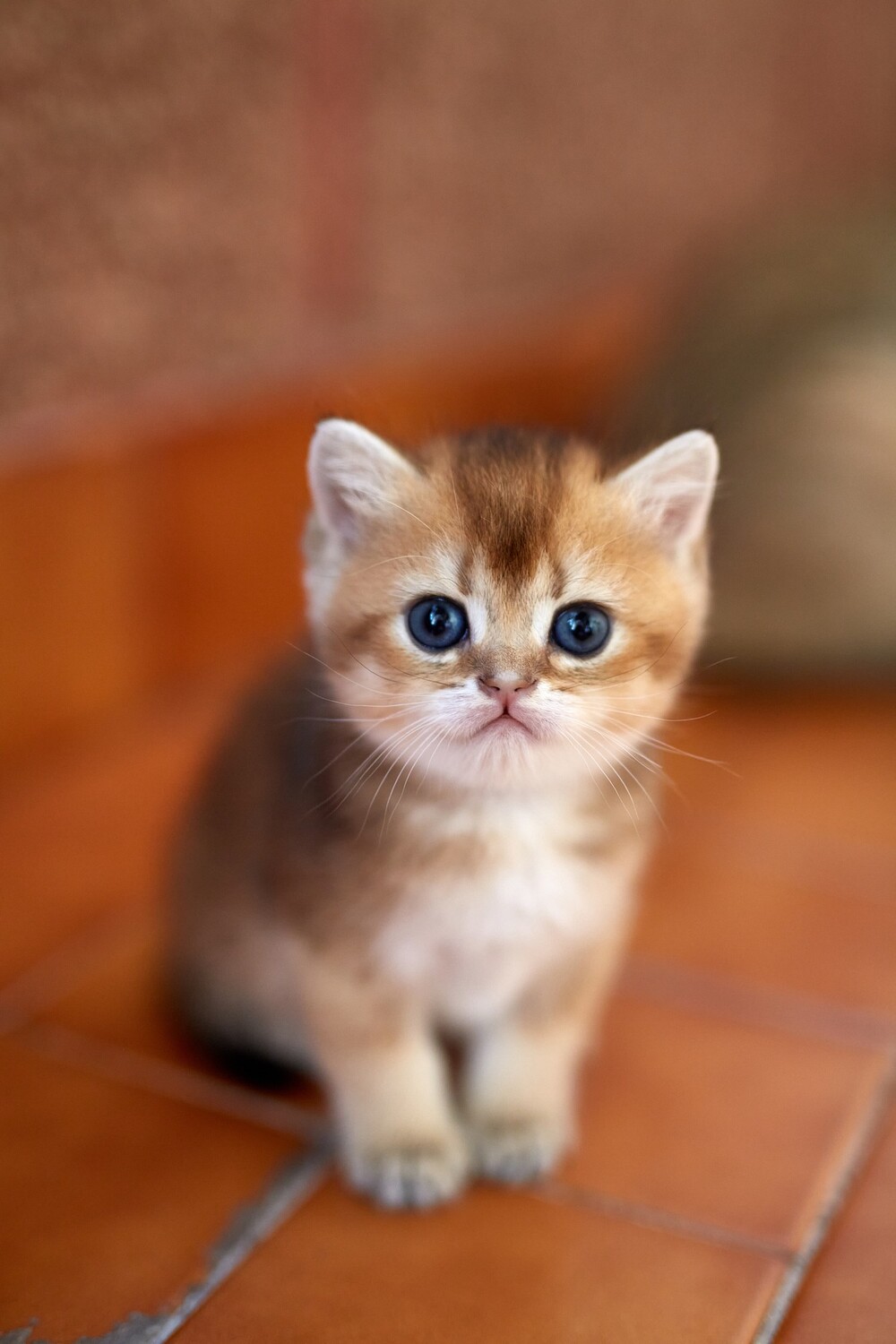 Gatos primera sesion