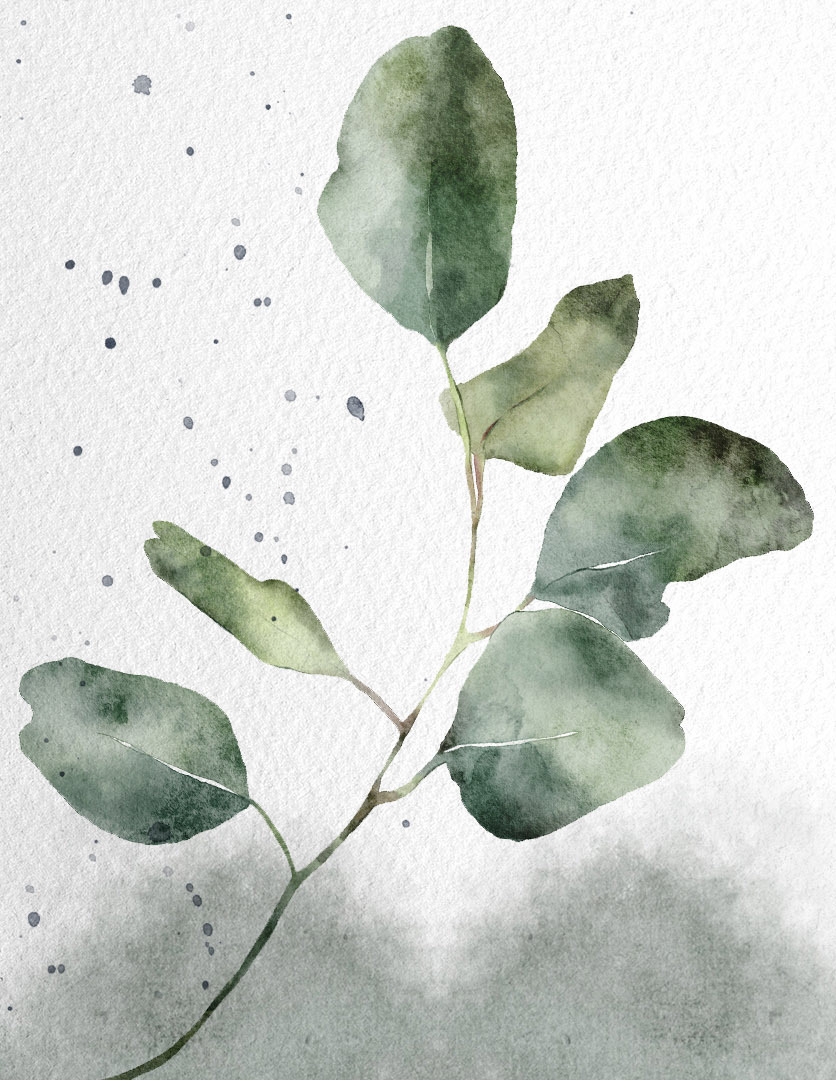 How to draw eucalyptus branch in Procreate