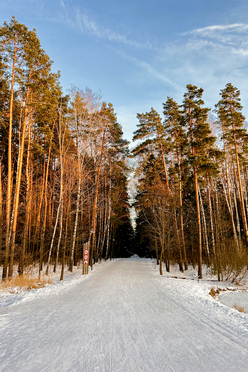 мещерский парк лес