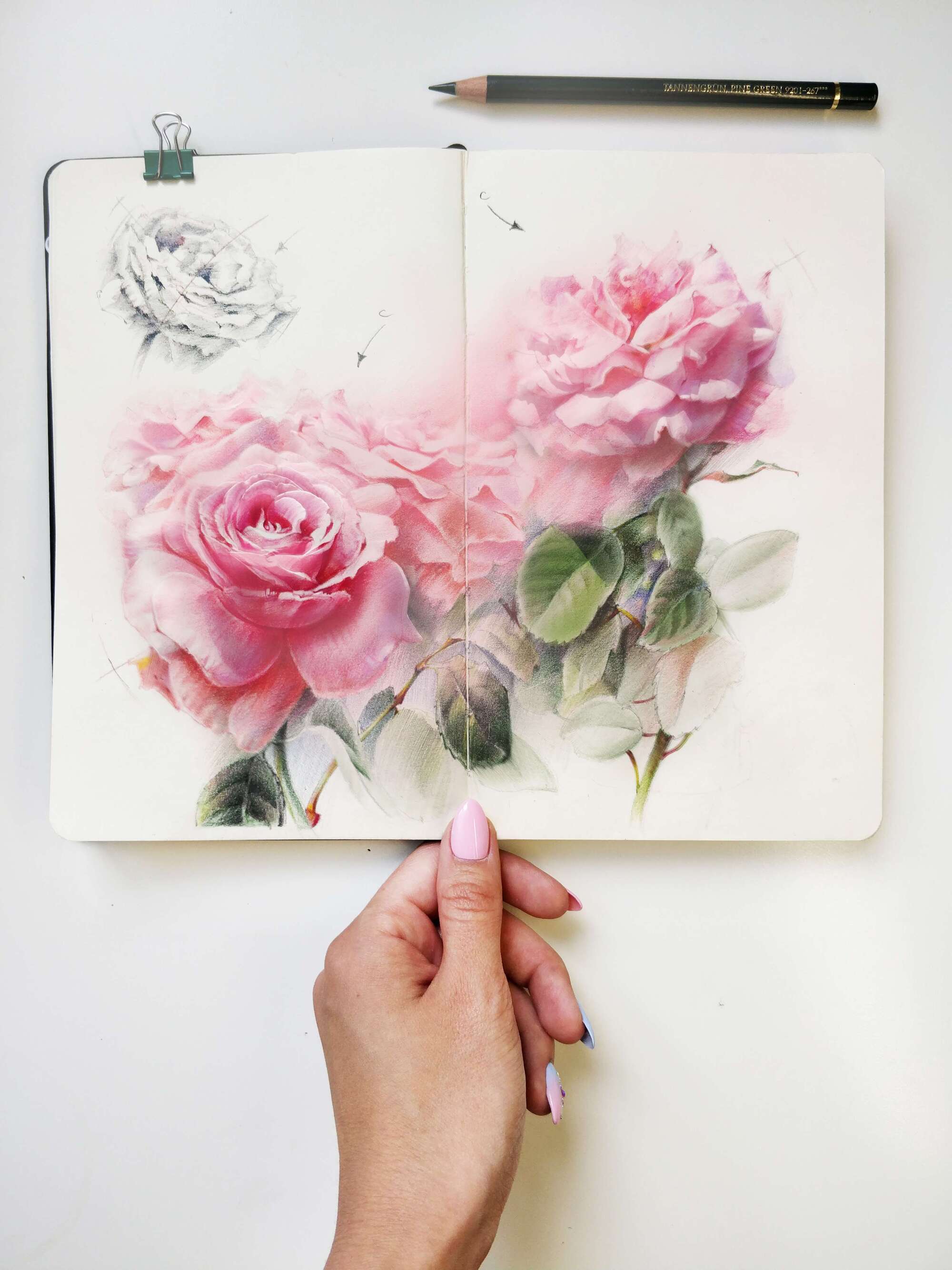 Розы цветными карандашами и в смешанной технике Евгения Щеглова