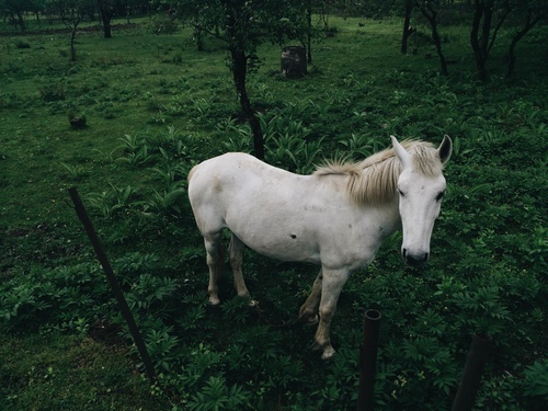 MOBILE PHOTO