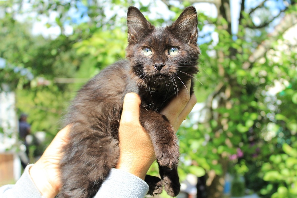 котенок Жемчужинка в дар