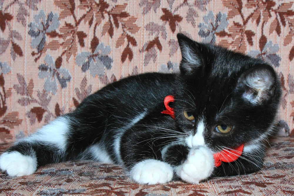 котенок Домино в дар фото3