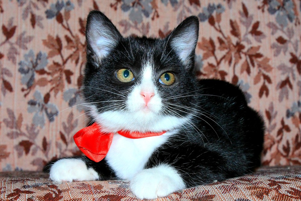 котенок Домино в дар фото2