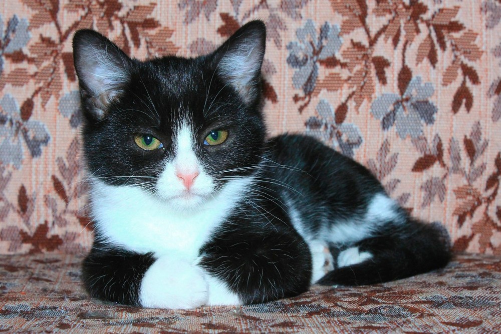 котенок Домино в дар фото1