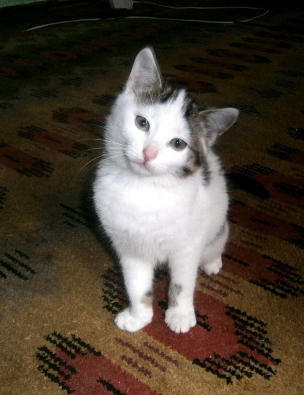 котенок Ланочка в дар
