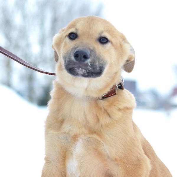 кошка Маша в дар