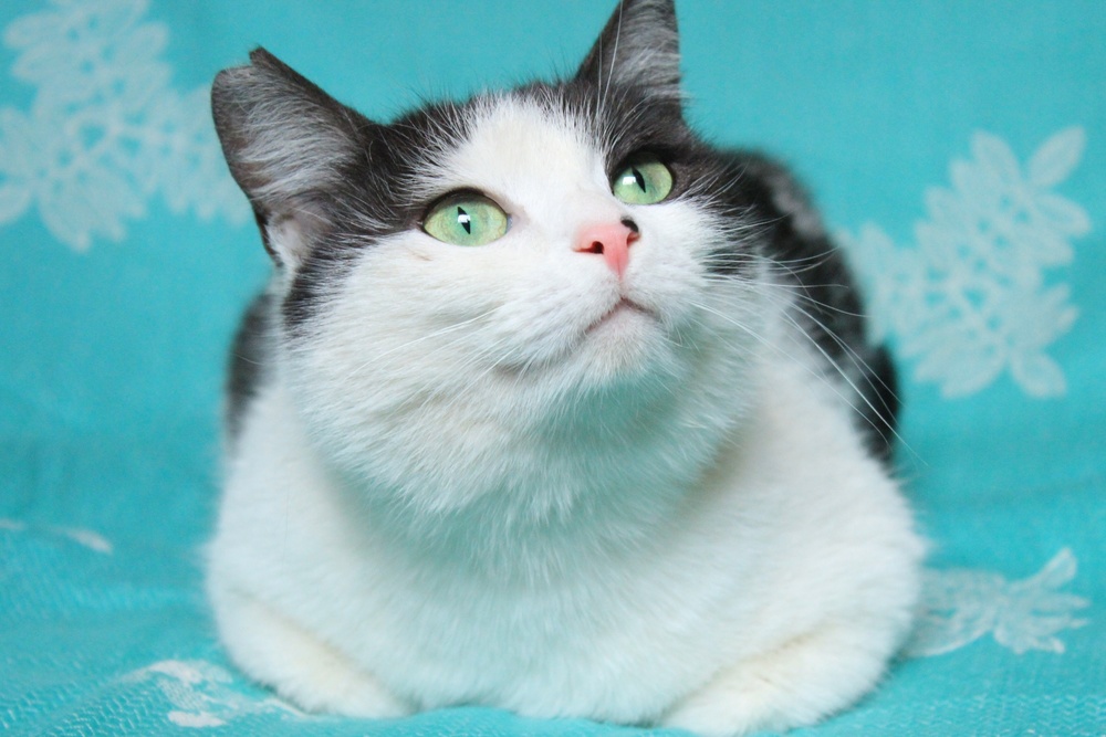 кошка Лилу в дар