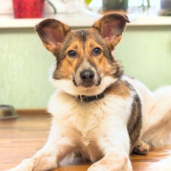 кошка Маша в дар
