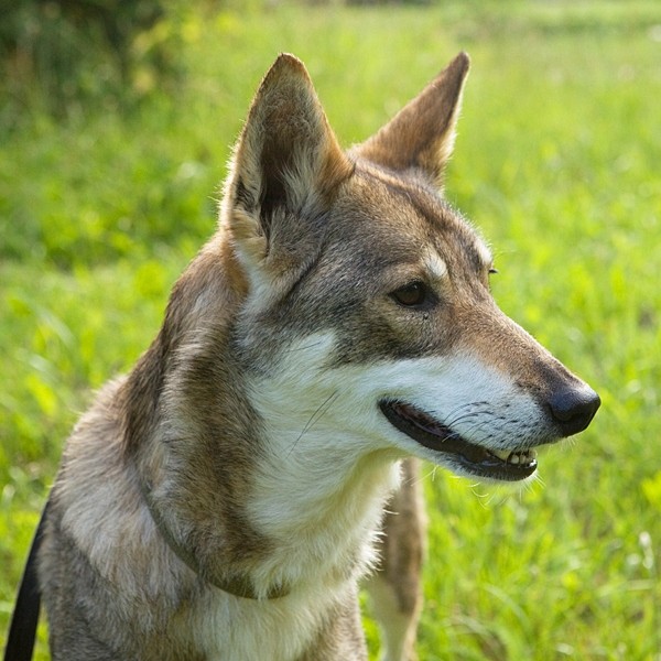 кошка Маша в дар
