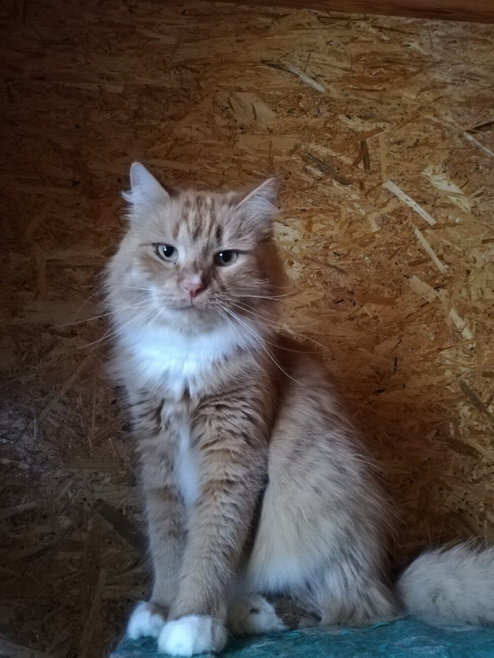 рыжий кот Лёва в дар