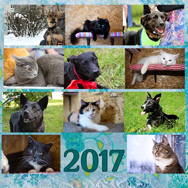 2017 год