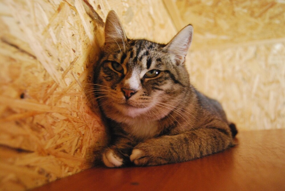 лесная кошка Нюся в дар