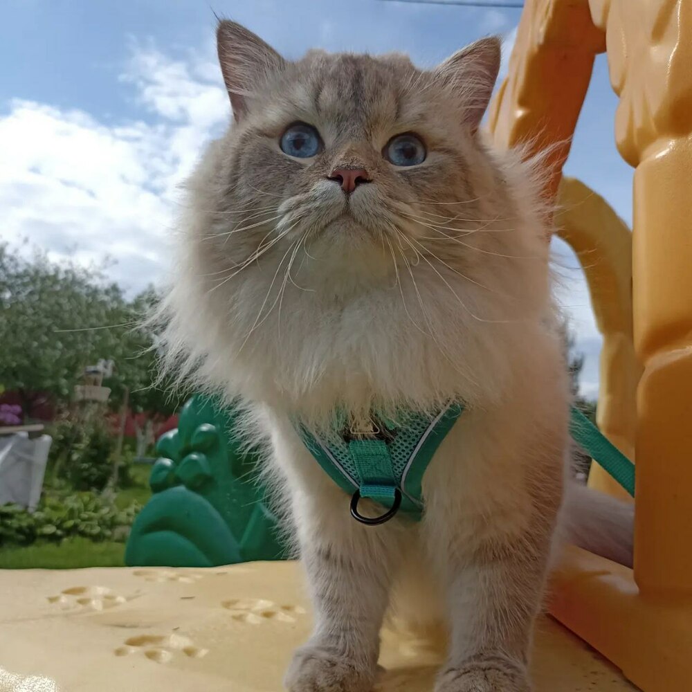 НАШИ КОТЫ