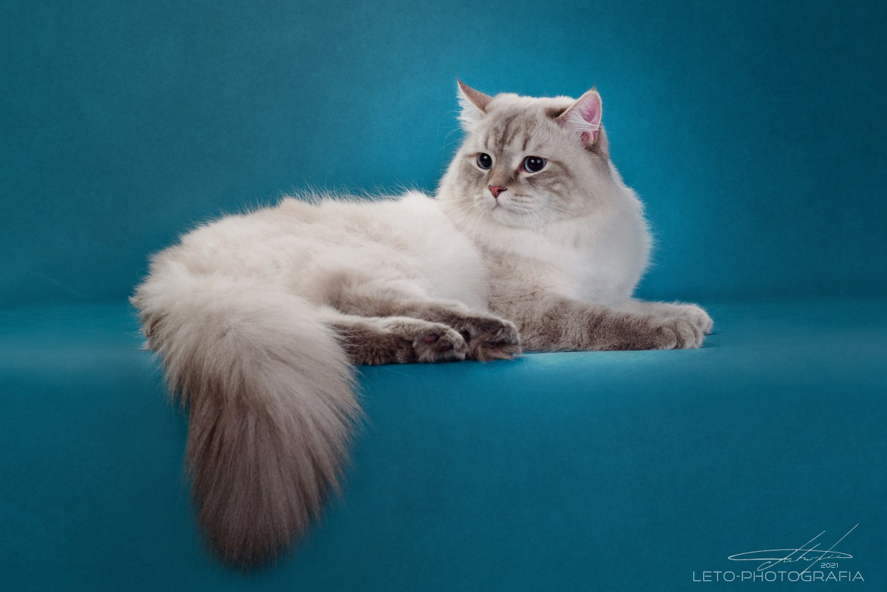 НАШИ КОТЫ