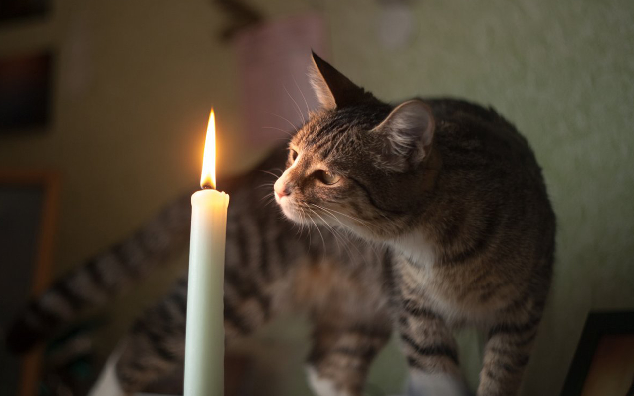 Включи выключи котов. Кот и свеча. Котик со свечкой. Коты и свечи. Свеча котик.