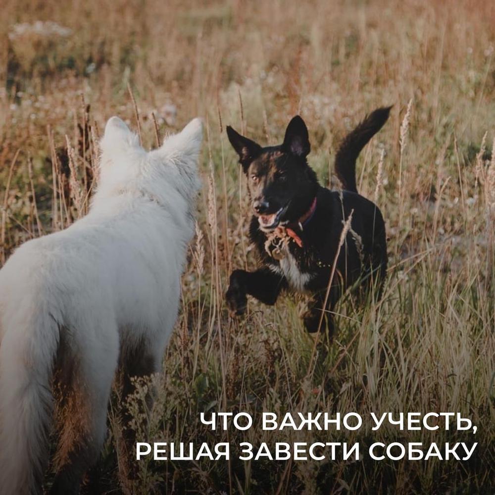 Что важно учесть, решая завести собаку.