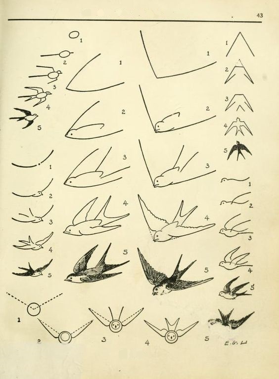 Идеи для срисовки птица феникс легкие (90 фото)