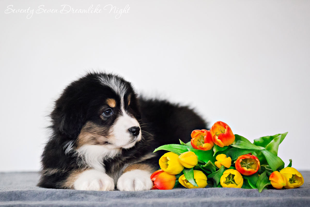 аусси шелдон.