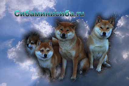 ГЛАВНАЯ