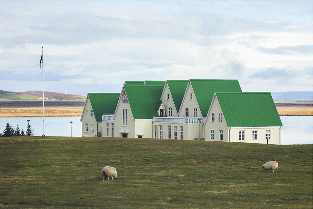 icelandic, fluffy, sheep