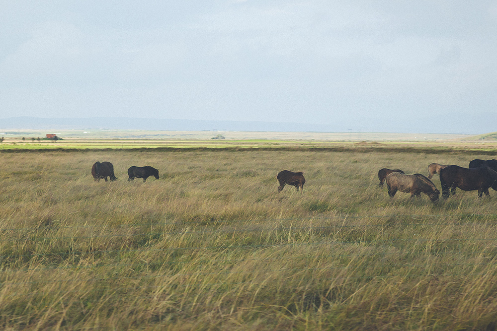 horses, iceland