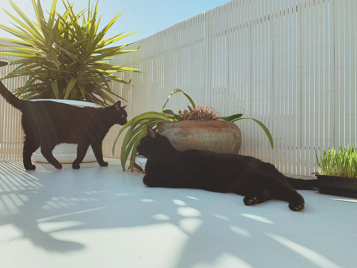 black cats, tenerife