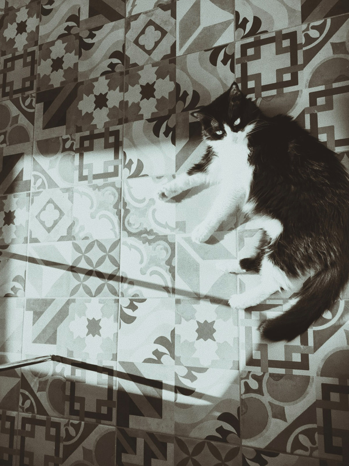 cats in tenerife