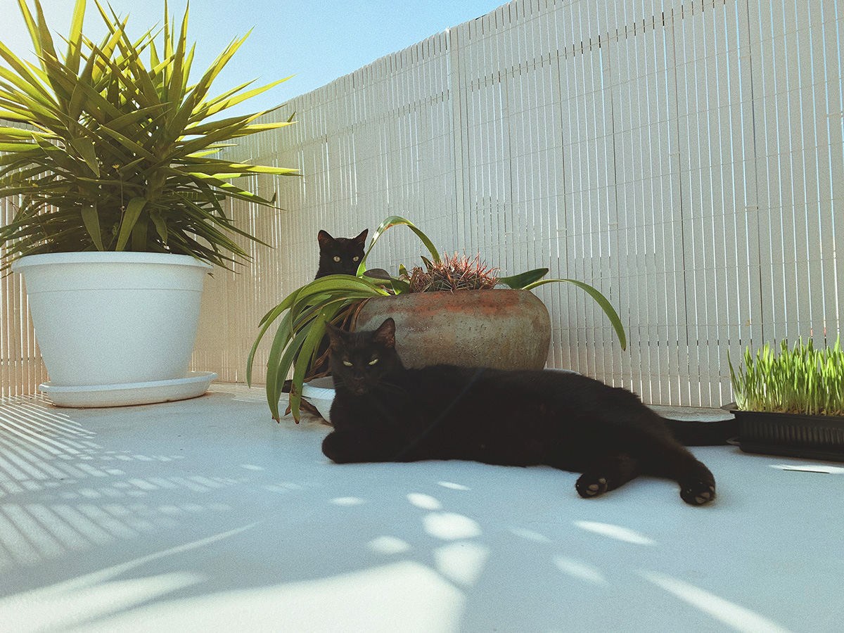 black cats, tenerife