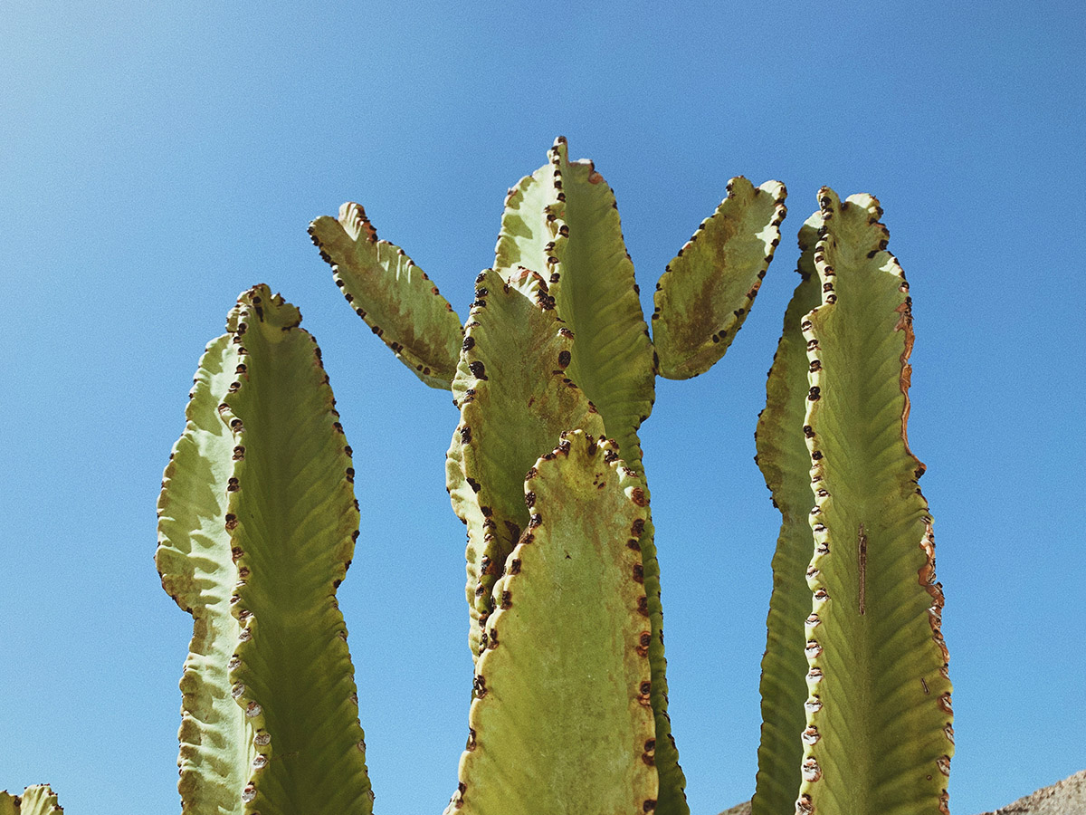 cactus, tenerife