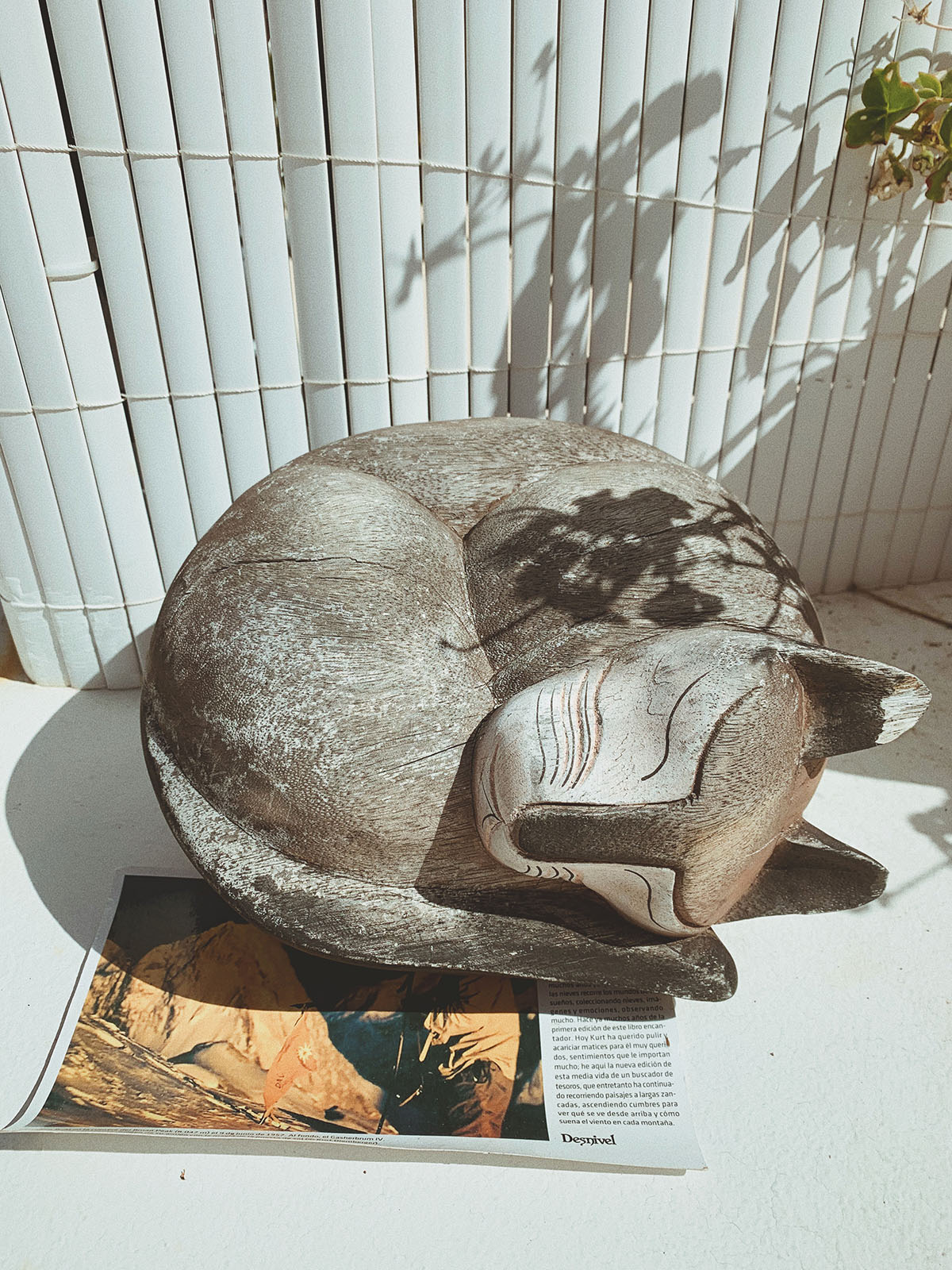 cats, tenerife, home