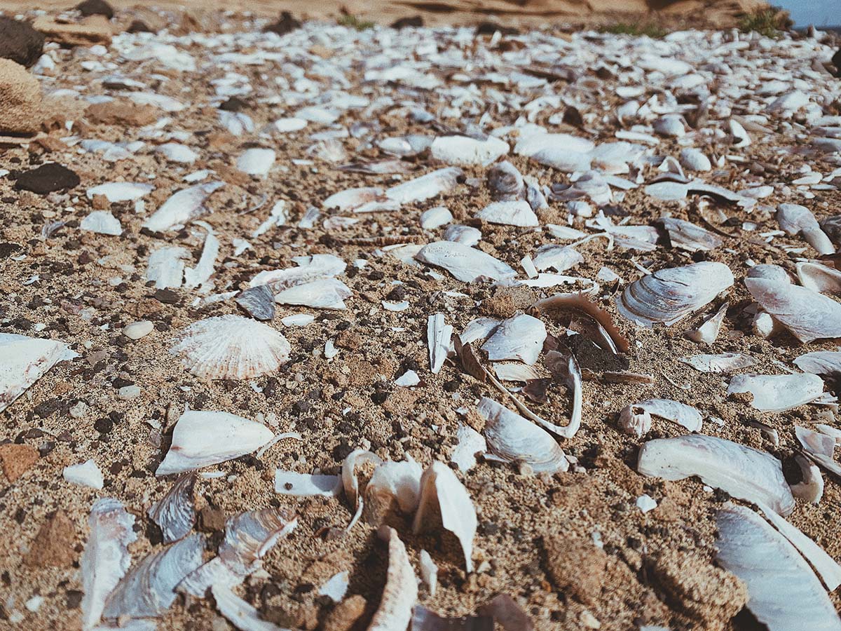 shells, cofete beach, fuerteventura