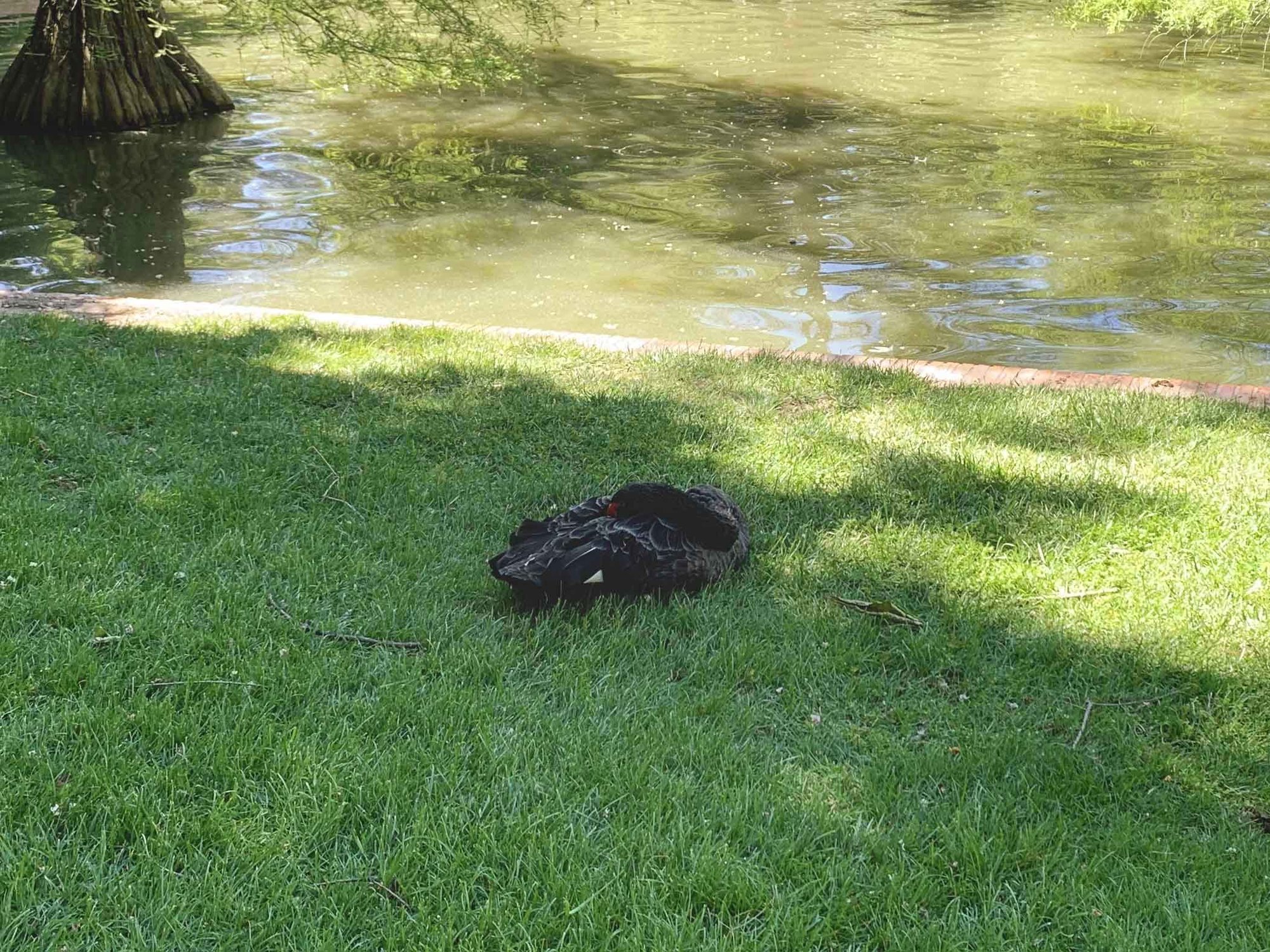 black swan, siesta
