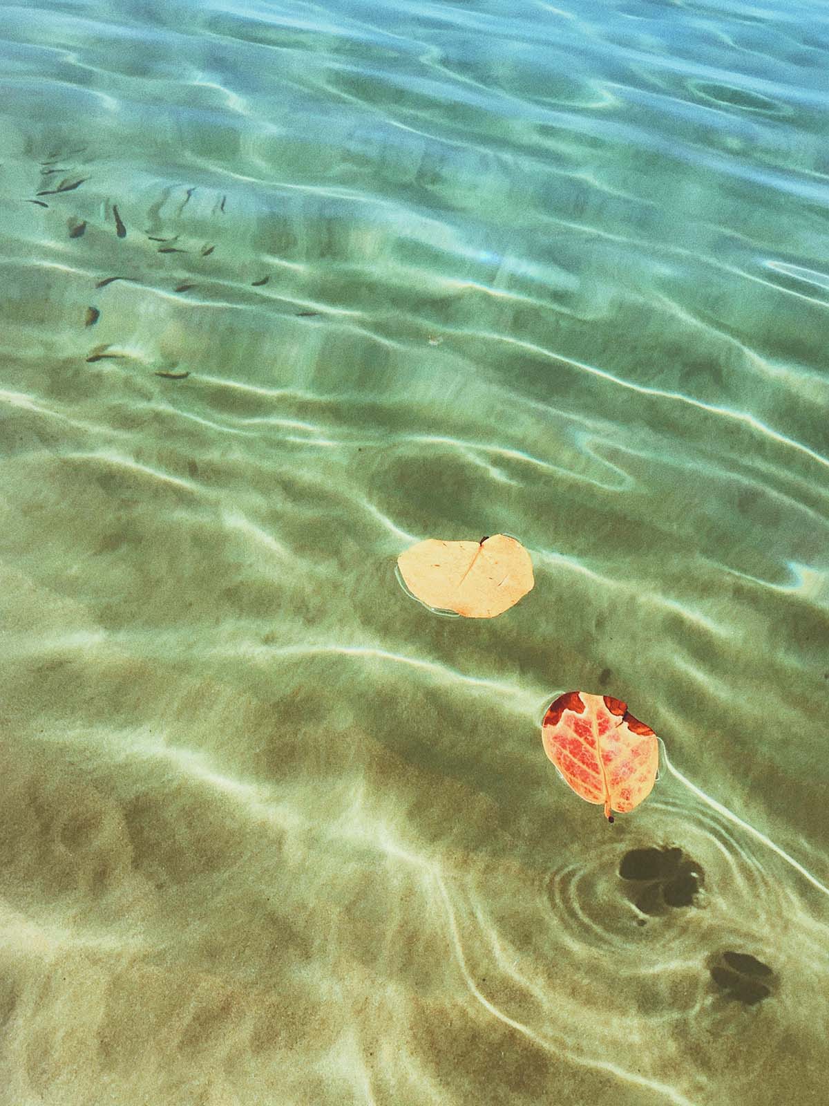 calm, transparent water, tenerife