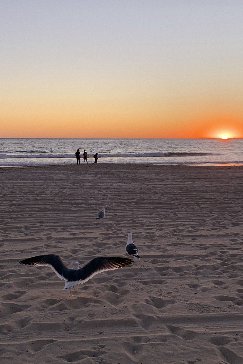 venice beach, sunset, seagulls