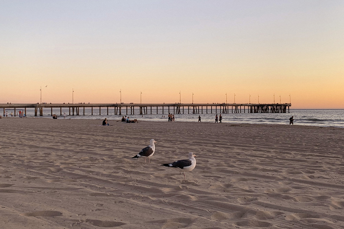 venice beach, sunset, pier, seagulls