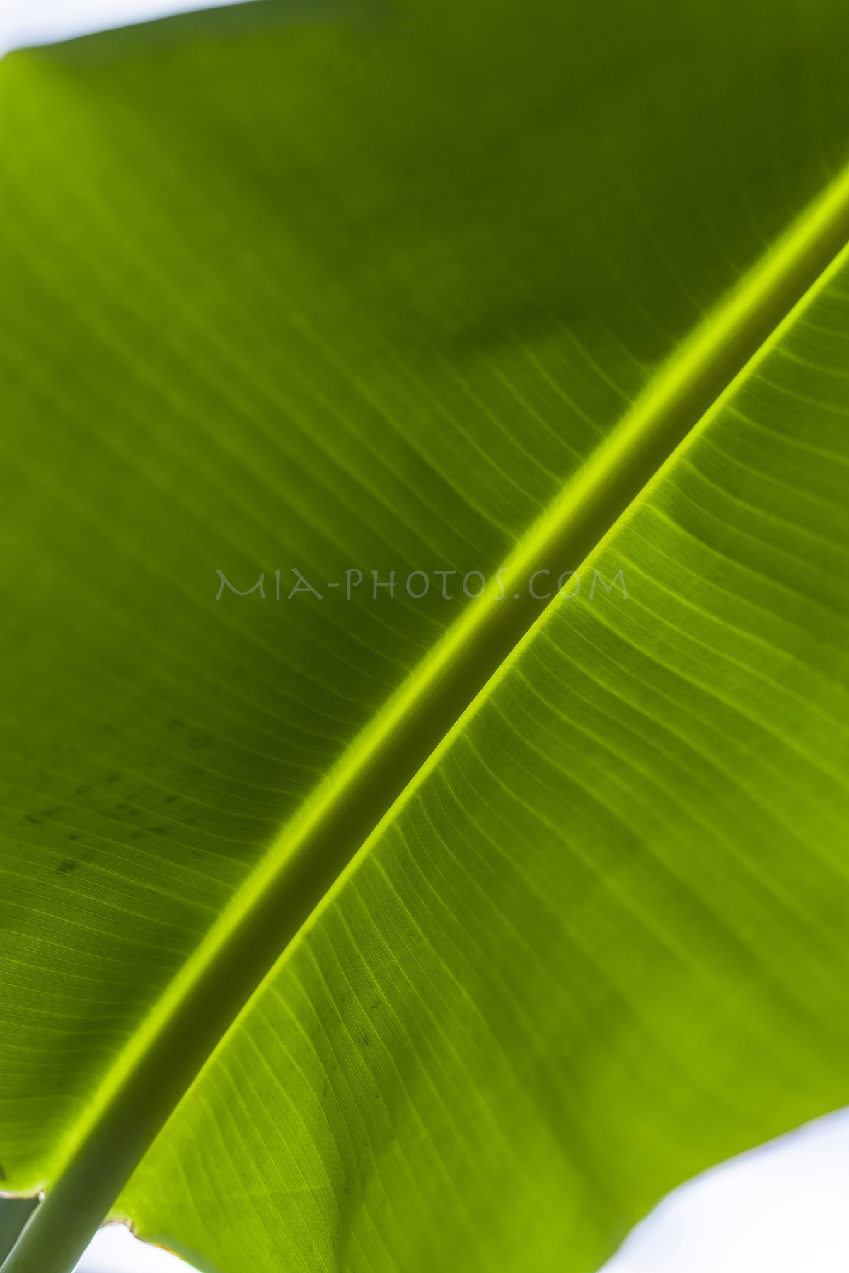 palm leave, background, download