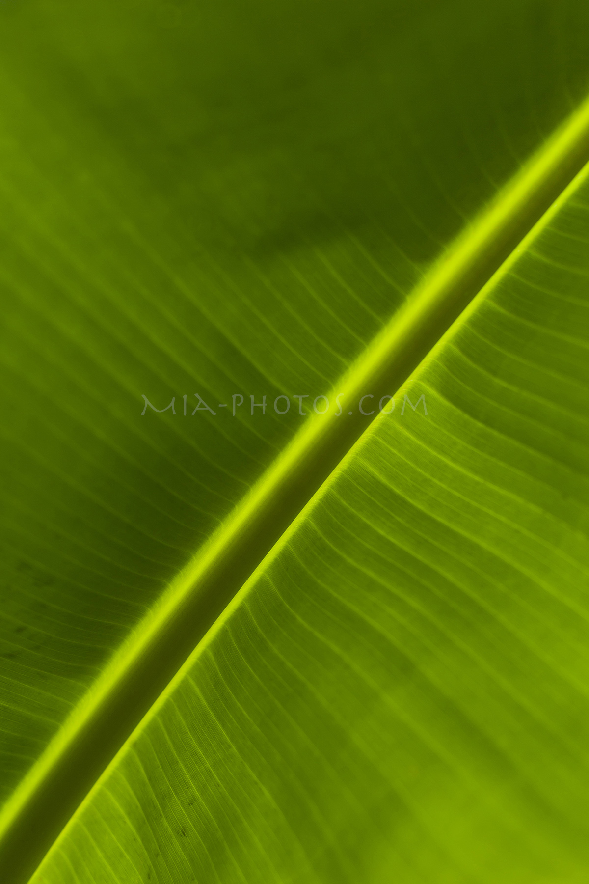 palm leave, background, download